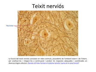 Teixit nerviós Neurones La funció del teixit nerviós consisteix en rebre estímuls, procedents de l’ambient extern i de l’intern, per analitzar-los i integrar-los a continuació i produir les respostes adequades i coordinades en diversos òrgans efectors.  Quines cèl·lules formen el sistema nerviós i quina és la seva funció? 