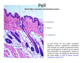 Pell Ratolí ( Mus musculus )· Hematoxilina-eosina La pell consta de tres capes principals: epidermis, dermis i hipodermis. L’epidermis està formada per epiteli queratinitzat extern que s’autorregenera; la dermis és una capa de teixit fibroelàstic de sosteniment i aporta la nutrició a la pell; i la hipodermis està formada per teixit adipós.  La pell té quatre funcions importants, quines són? Epidermis  Dermis Hipodermis Fol·licle pilós 