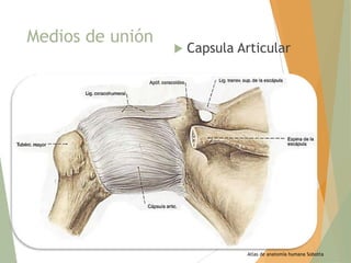 Medios de unión



Capsula Articular

Atlas de anatomía humana Sobotta

 