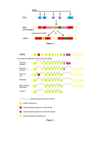 Figura 1




Figura 2
 