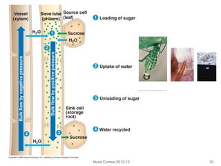 Nuno Correia 2012-13 10
 
