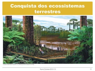 Conquista dos ecossistemas
terrestres
Nuno Correia 2012-13 11
 