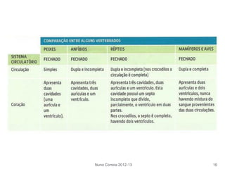 Nuno Correia 2012-13 16
 