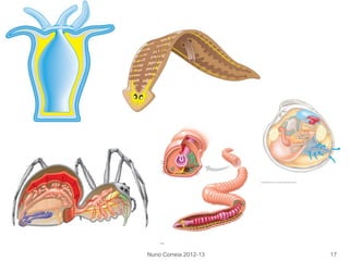 Nuno Correia 2012-13 17
 