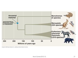 Nuno Correia 2012-13 21
 