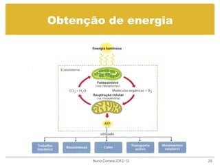 Obtenção de energia
Nuno Correia 2012-13 25
 