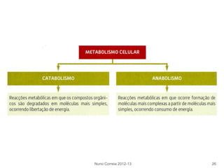Nuno Correia 2012-13 26
 