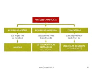 Nuno Correia 2012-13 27
 