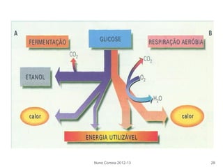 Nuno Correia 2012-13 28
 