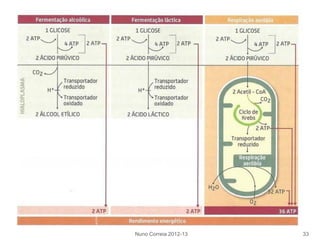 Nuno Correia 2012-13 33
 