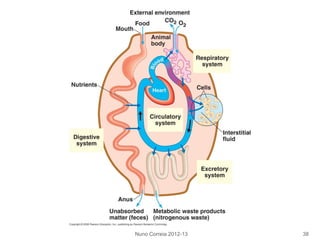 Nuno Correia 2012-13 38
 