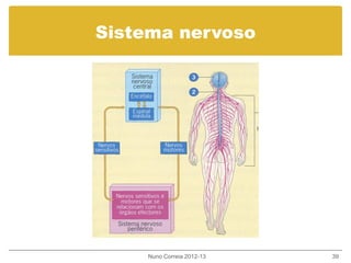 Sistema nervoso
Nuno Correia 2012-13 39
 