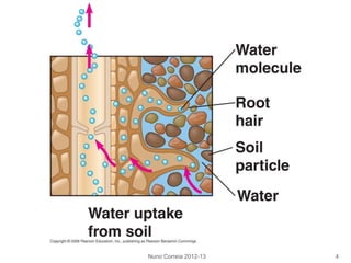 Nuno Correia 2012-13 4
 