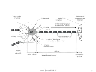 Nuno Correia 2012-13 41
 
