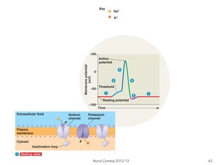 Nuno Correia 2012-13 43
 
