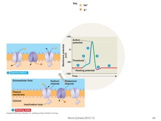 Nuno Correia 2012-13 44
 