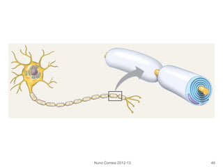 Nuno Correia 2012-13 46
 