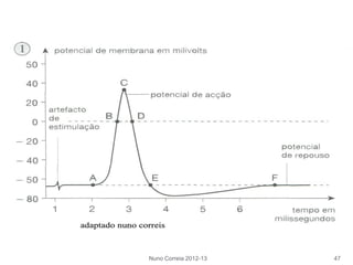 Nuno Correia 2012-13 47
 