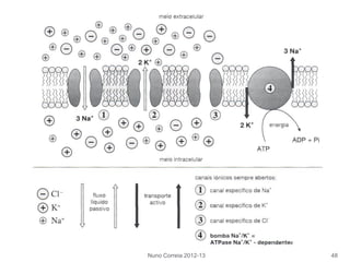 Nuno Correia 2012-13 48
 