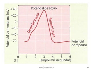 Nuno Correia 2012-13 49
 