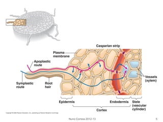 Nuno Correia 2012-13 5
 