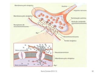 Nuno Correia 2012-13 50
 