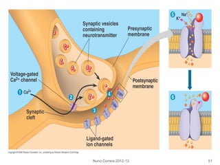 Nuno Correia 2012-13 51
 