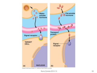 Nuno Correia 2012-13 53
 