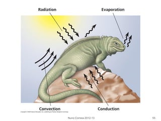 Nuno Correia 2012-13 55
 
