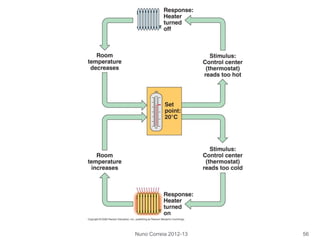 Nuno Correia 2012-13 56
 