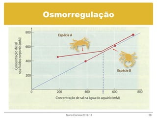 Osmorregulação
Nuno Correia 2012-13 58
 