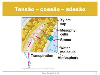 Tensão – coesão – adesão
Nuno Correia 2012-13 6
 
