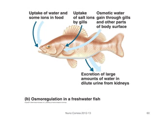 Nuno Correia 2012-13 60
 