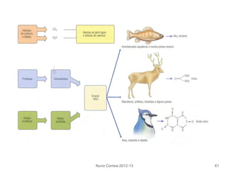 Nuno Correia 2012-13 61
 