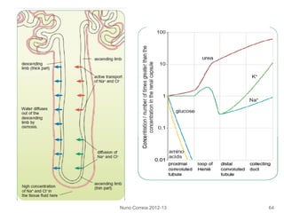 Nuno Correia 2012-13 64
 