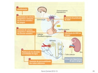 Nuno Correia 2012-13 65
 