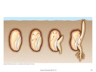 Nuno Correia 2012-13 67
 
