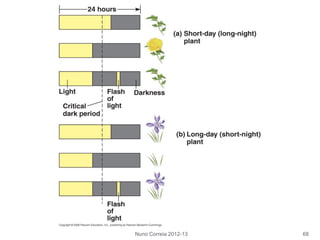 Nuno Correia 2012-13 68
 