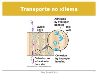 Transporte no xilema
Nuno Correia 2012-13 7
 