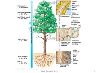 Nuno Correia 2012-13 8
 
