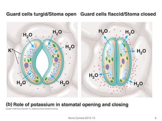 Nuno Correia 2012-13 9
 