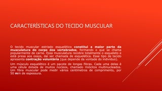 CARACTERÍSTICAS DO TECIDO MUSCULAR
O tecido muscular estriado esquelético constitui a maior parte da
musculatura do corpo dos vertebrados, formando o que se chama
popularmente de carne. Essa musculatura recobre totalmente o esqueleto e
está presa aos ossos, daí ser chamada de esquelética. Esse tipo de tecido
apresenta contração voluntária (que depende da vontade do indivíduo).
Um músculo esquelético é um pacote de longas fibras. Cada uma delas é
uma célula dotada de muitos núcleos, chamado miócitos multinucleados.
Um fibra muscular pode medir vários centímetros de comprimento, por
50 mm de espessura.
 