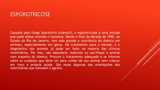 ESPOROTRICOSE
Causada pelo fungo Sporothrix schenckii, a esporotricose é uma micose
que pode afetar animais e humanos. Desde o final da década de 1990, no
Estado do Rio de Janeiro, tem sido grande a ocorrência da doença em
animais, especialmente em gatos. Há tratamento para a micose, e o
diagnóstico dos animais já pode ser feito na maioria das clínicas
veterinárias. Por isso, não abandone, maltrate ou sacrifique o animal
com suspeita da doença. Procure o tratamento adequado e se informe
sobre os cuidados que deve ter para cuidar de seu animal sem colocar
em risco a própria saúde. São essas algumas das orientações dos
veterinários que estudam o agravo.
 