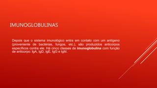 IMUNOGLOBULINAS
Depois que o sistema imunológico entra em contato com um antígeno
(proveniente de bactérias, fungos, etc.), são produzidos anticorpos
específicos contra ele. Há cinco classes de imunoglobulina com função
de anticorpo: IgA, IgD, IgE, IgG e IgM.
 