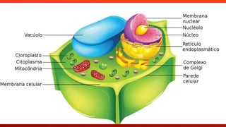 CÉLULA VEGETAL
 