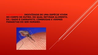 PARASITISMO: INDIVÍDUOS DE UMA ESPÉCIE VIVEM
NO CORPO DE OUTRO, DO QUAL RETIRAM ALIMENTO.
EX.: GADO E CARRAPATO, LOMBRIGAS E VERMES
PARASITAS DO SER HUMANO.
 
