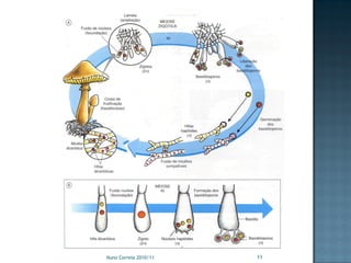 Nuno Correia 2010/11   11
 