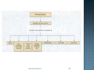 Nuno Correia 2010/11   28
 