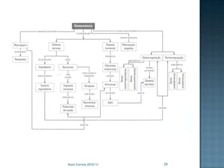Nuno Correia 2010/11   29
 