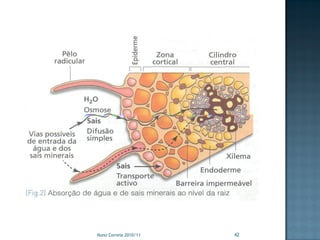 Nuno Correia 2010/11   42
 